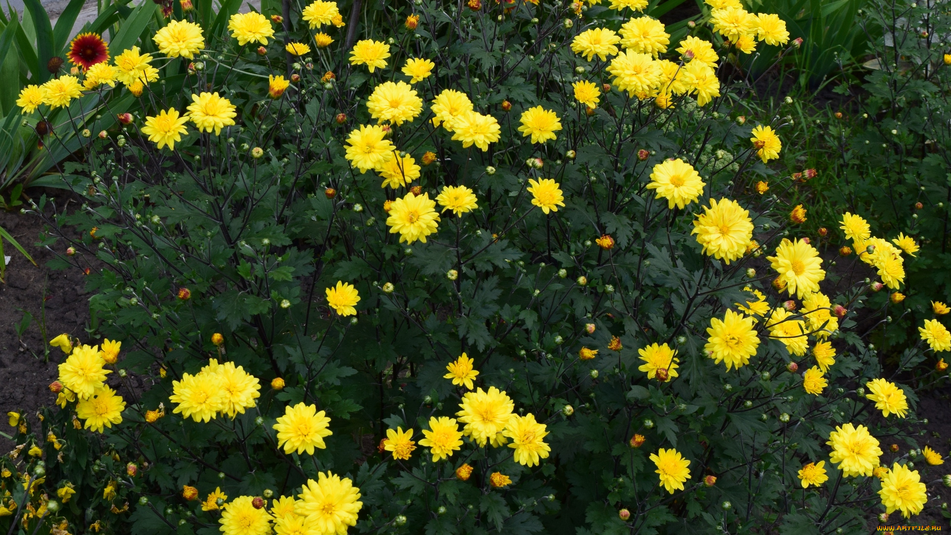 цветы, астры, желтый, цвет