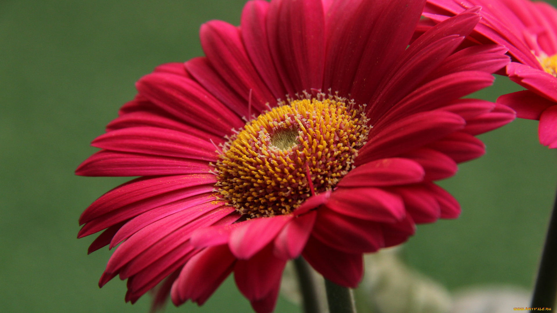 цветы, герберы, цветение, листья, лепестки, гербера