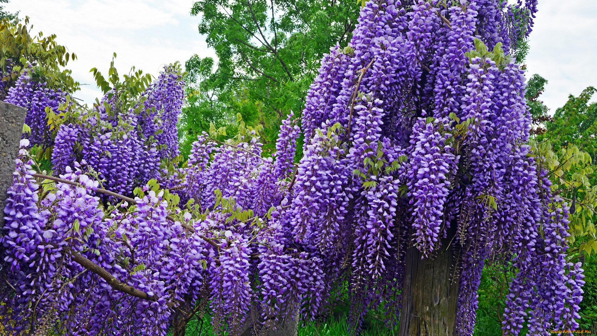 цветы, глициния, фиолетовый, цвет