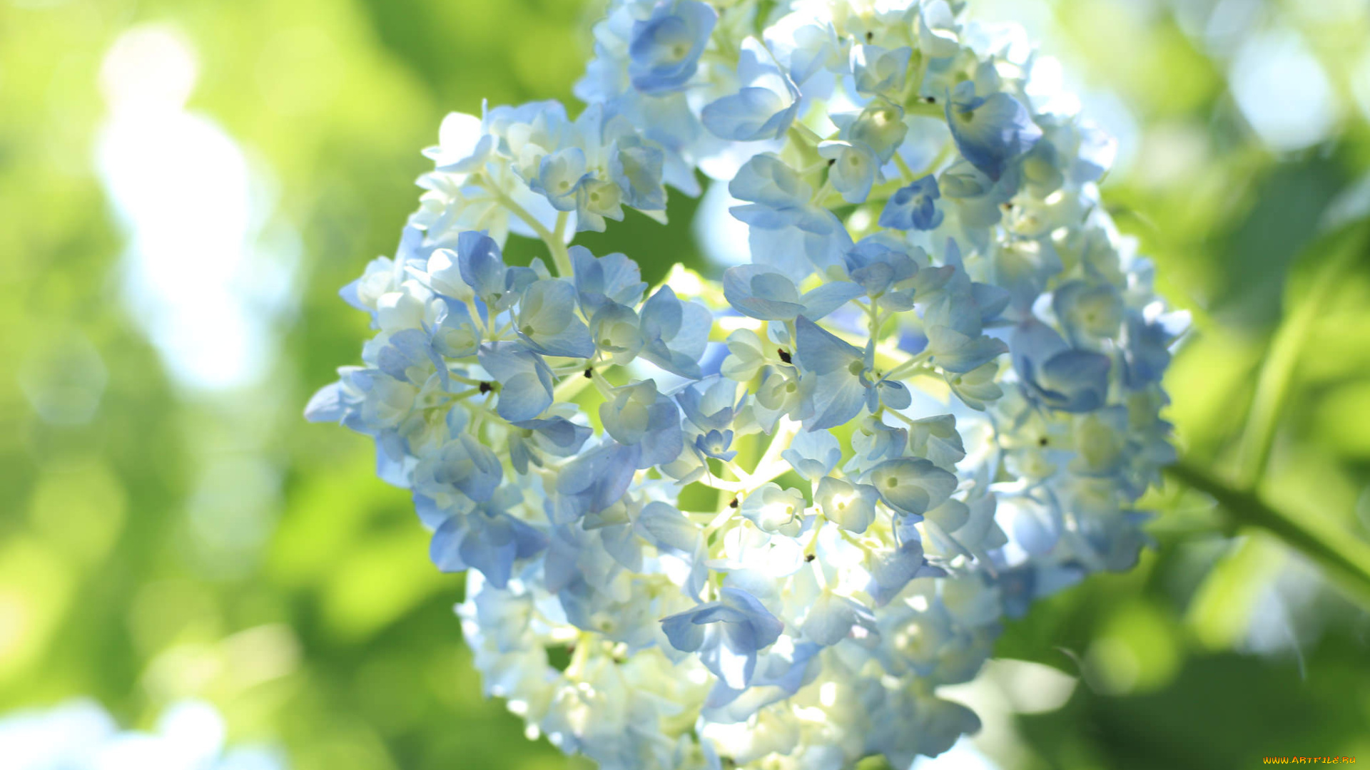 цветы, гортензия, лепестки, цветки, petals, splendor, flowers, голубая, blue, пышность, hydrangea