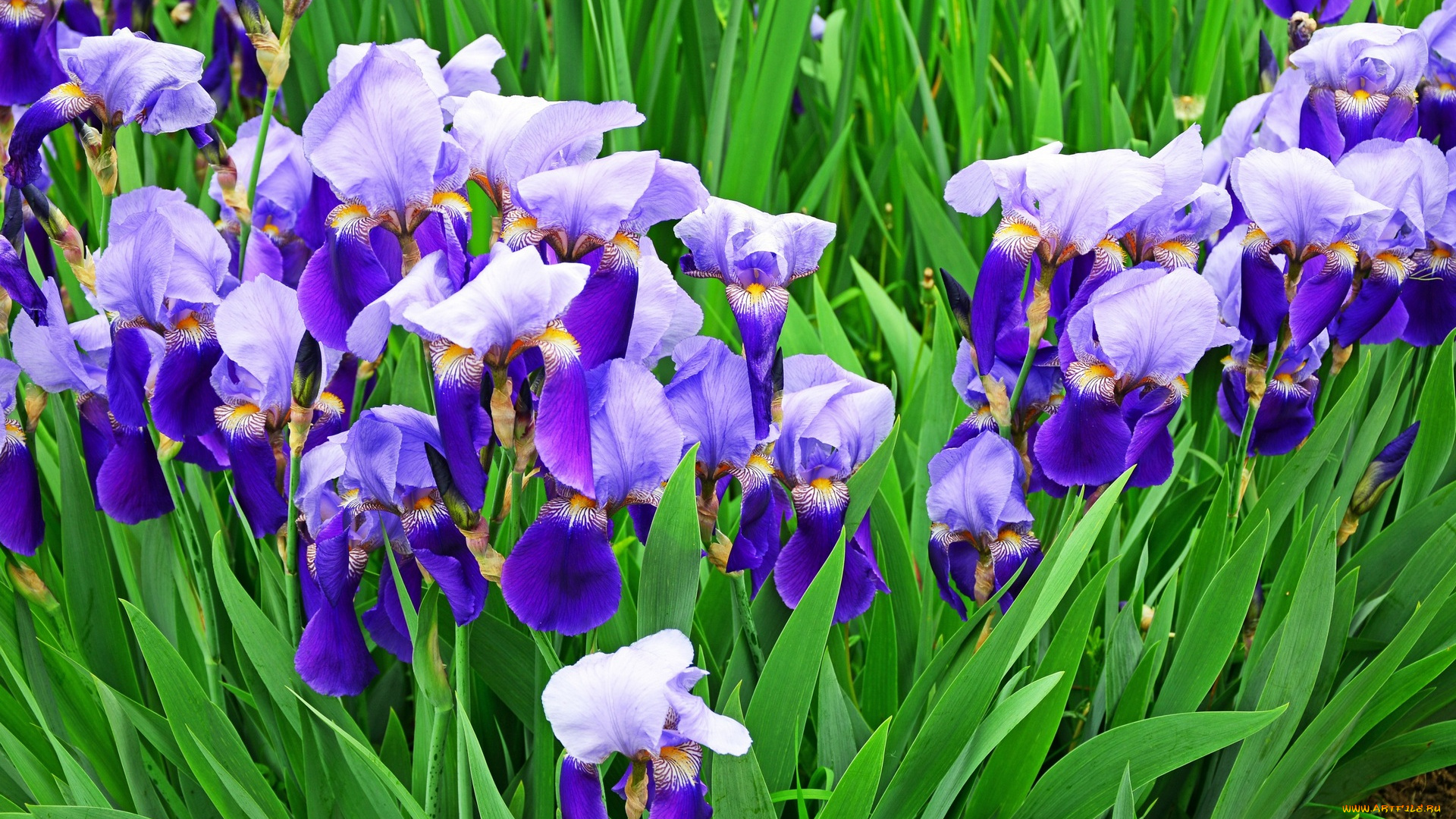 цветы, ирисы, фиолетовый, цвет