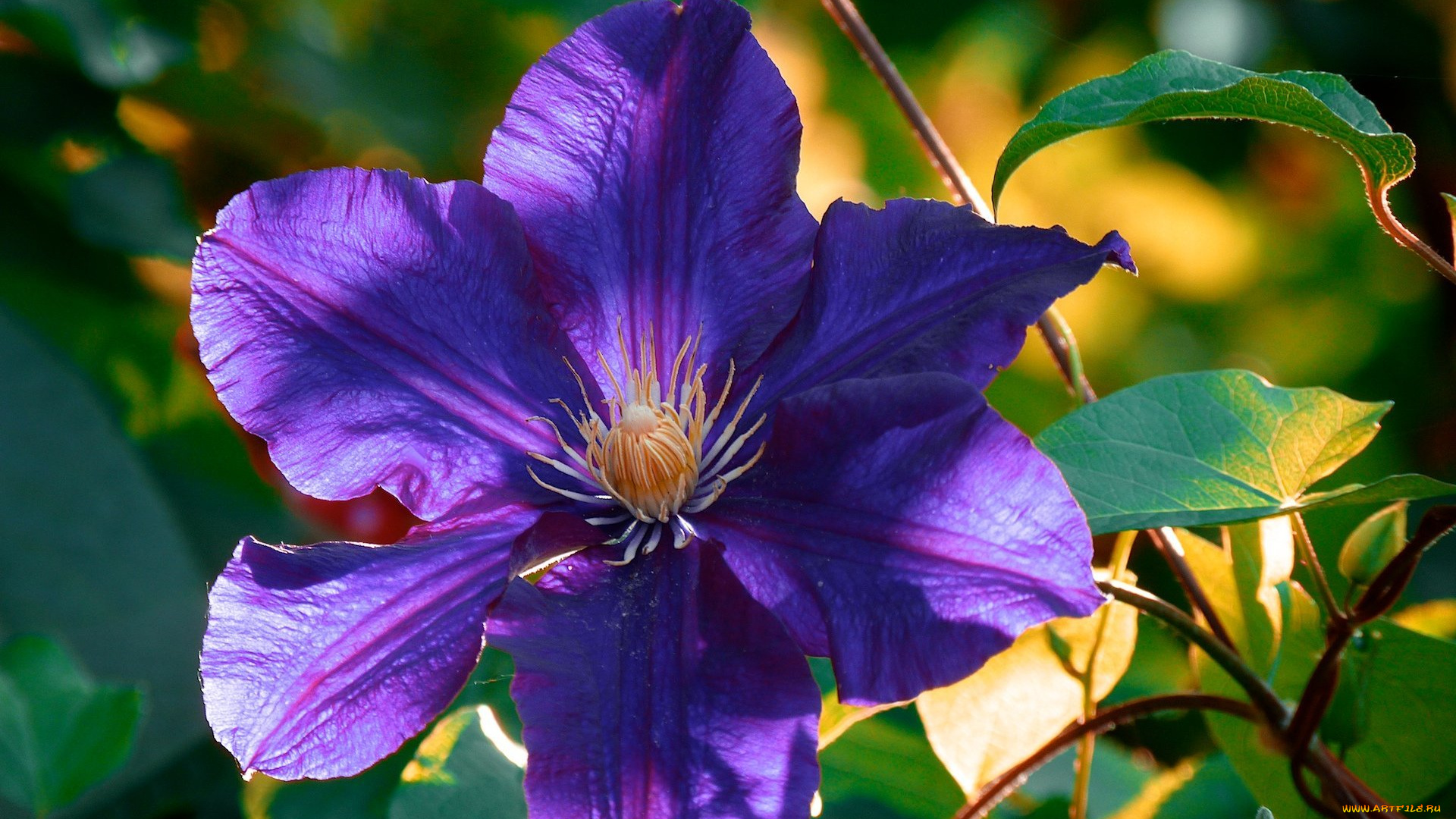 цветы, клематис, , ломонос, листья, фиолетовый