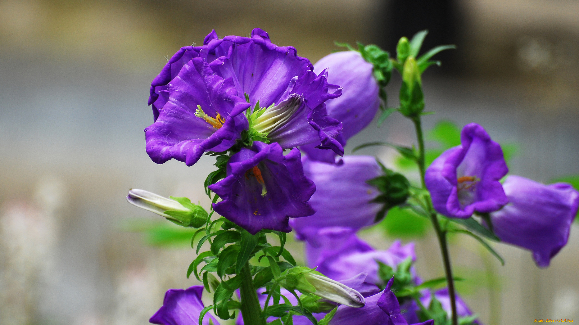 цветы, колокольчики, цвет, листья, цветение, куст, колокольчик