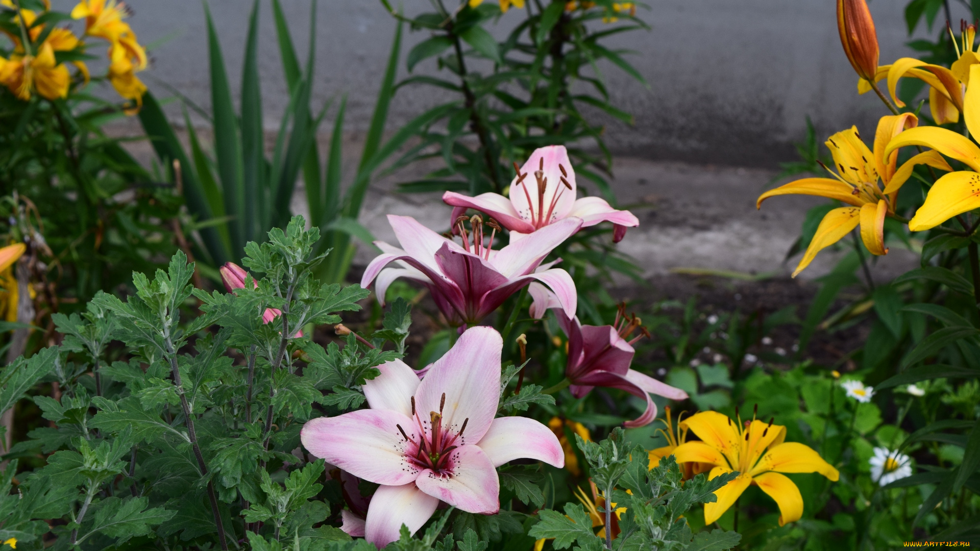 цветы, лилии, , лилейники, цветок