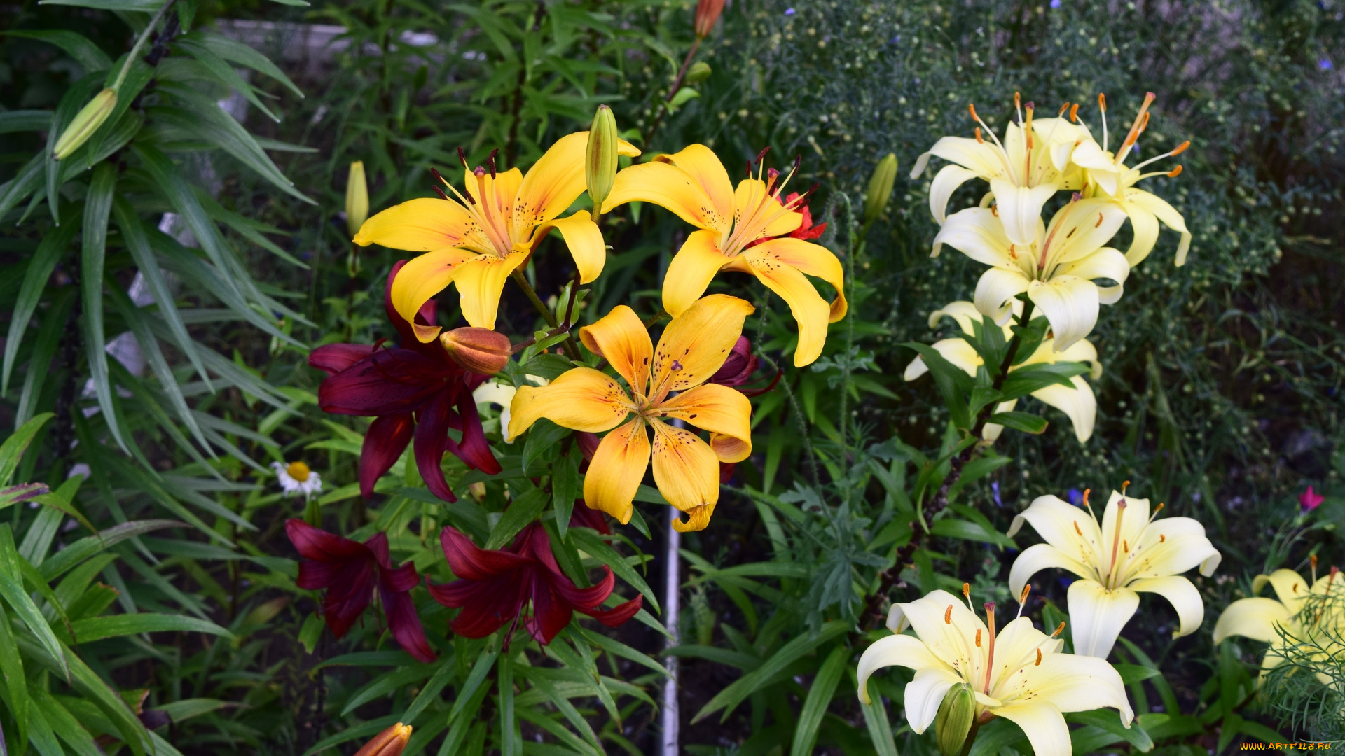 цветы, лилии, , лилейники, разноцветные