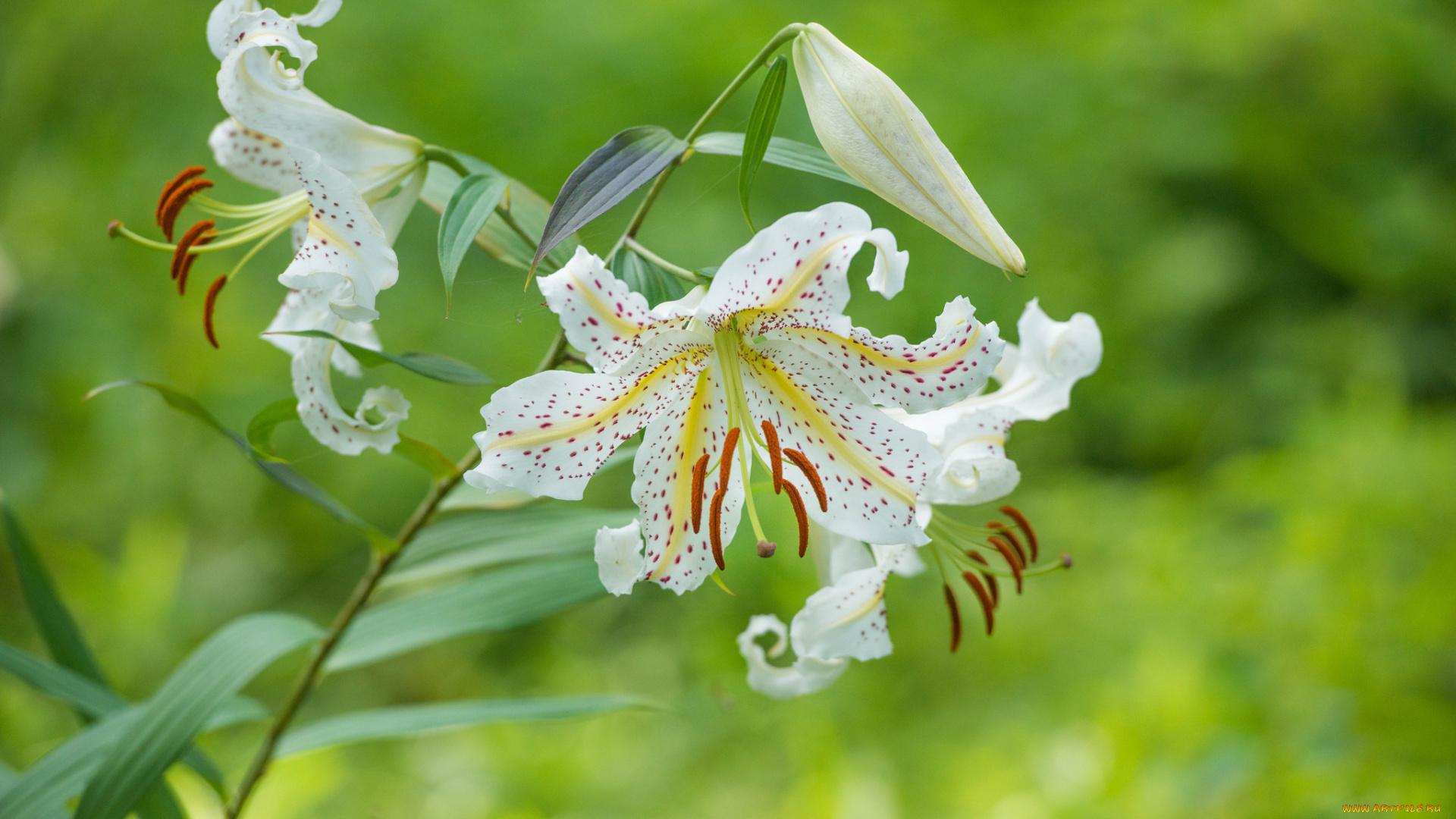 цветы, лилии, , лилейники, розовая, цветение, тычинки, лепестки, цветки, ветка