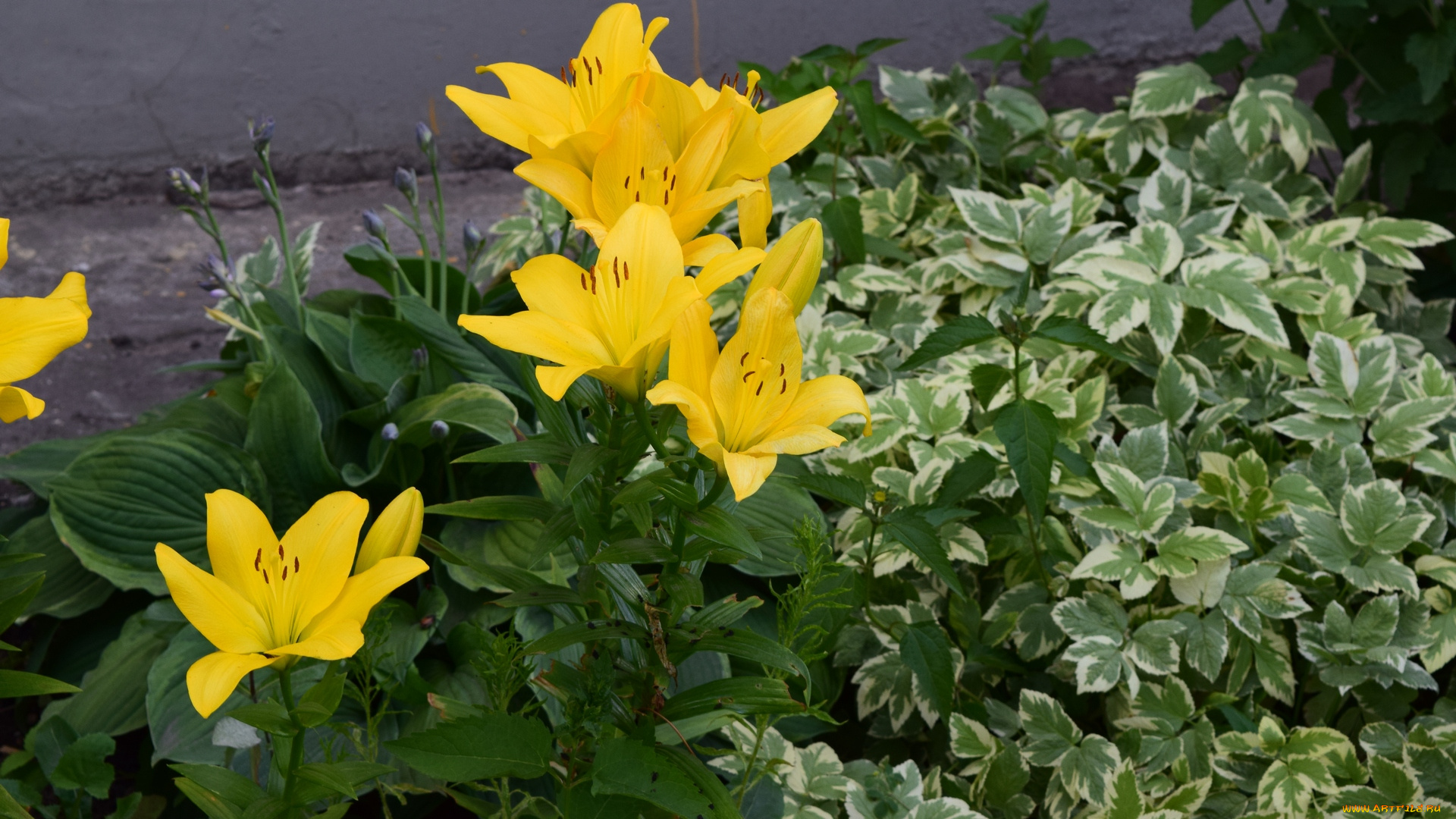 цветы, лилии, , лилейники, желтый, цвет