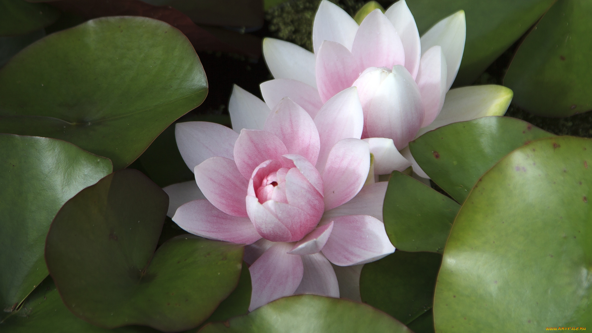 цветы, лилии, водяные, , нимфеи, , кувшинки, листья, водяная, лилия, вода