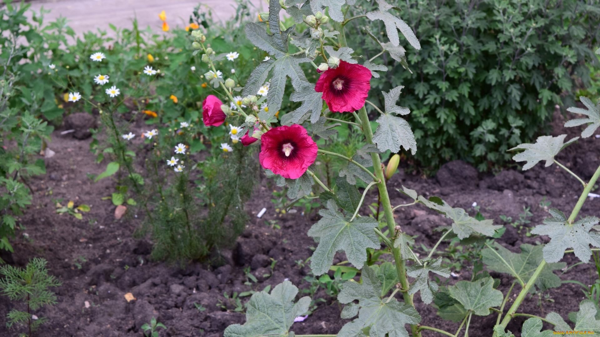 цветы, мальвы, красный, цвет