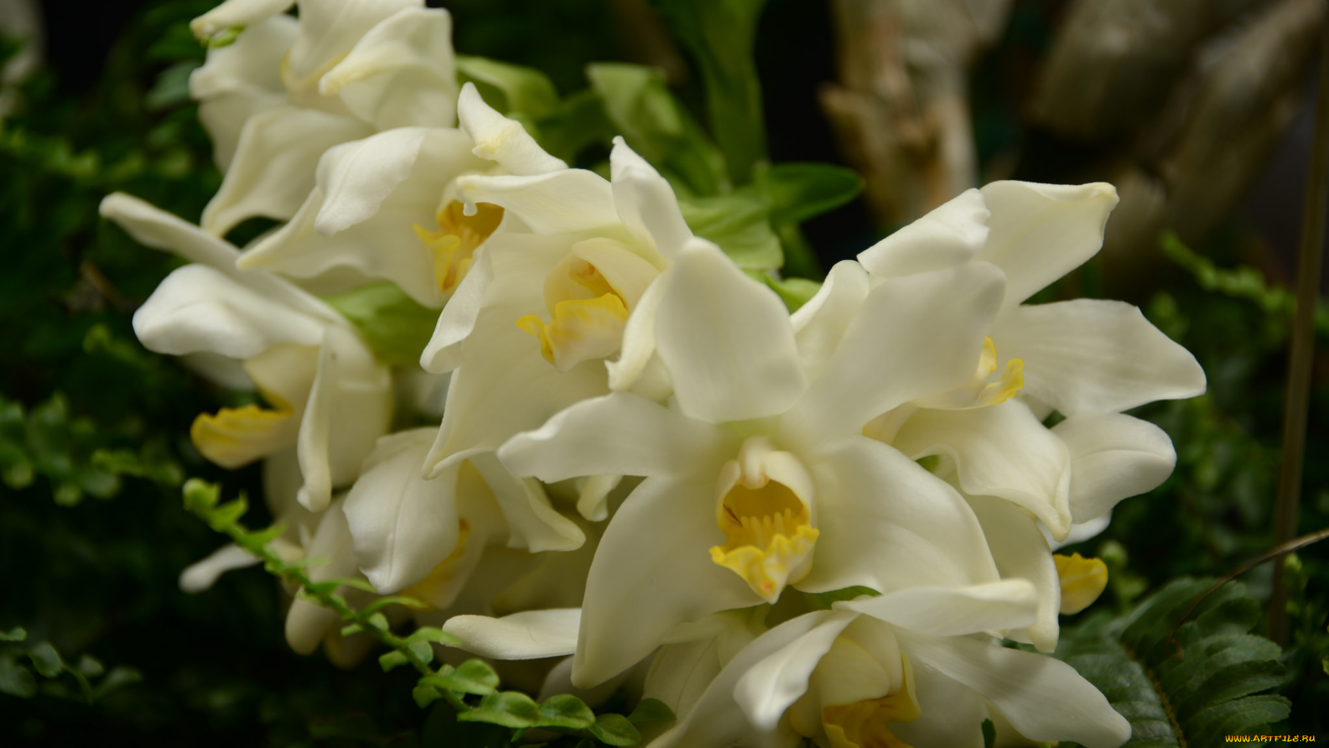 цветы, орхидеи, orchids, flowering, flowers, цветение