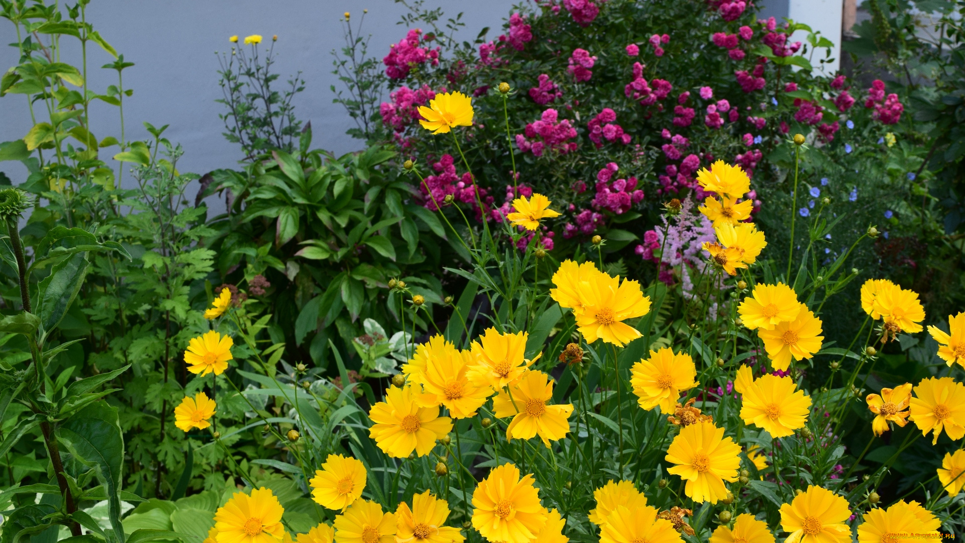 цветы, разные, вместе, разноцветные