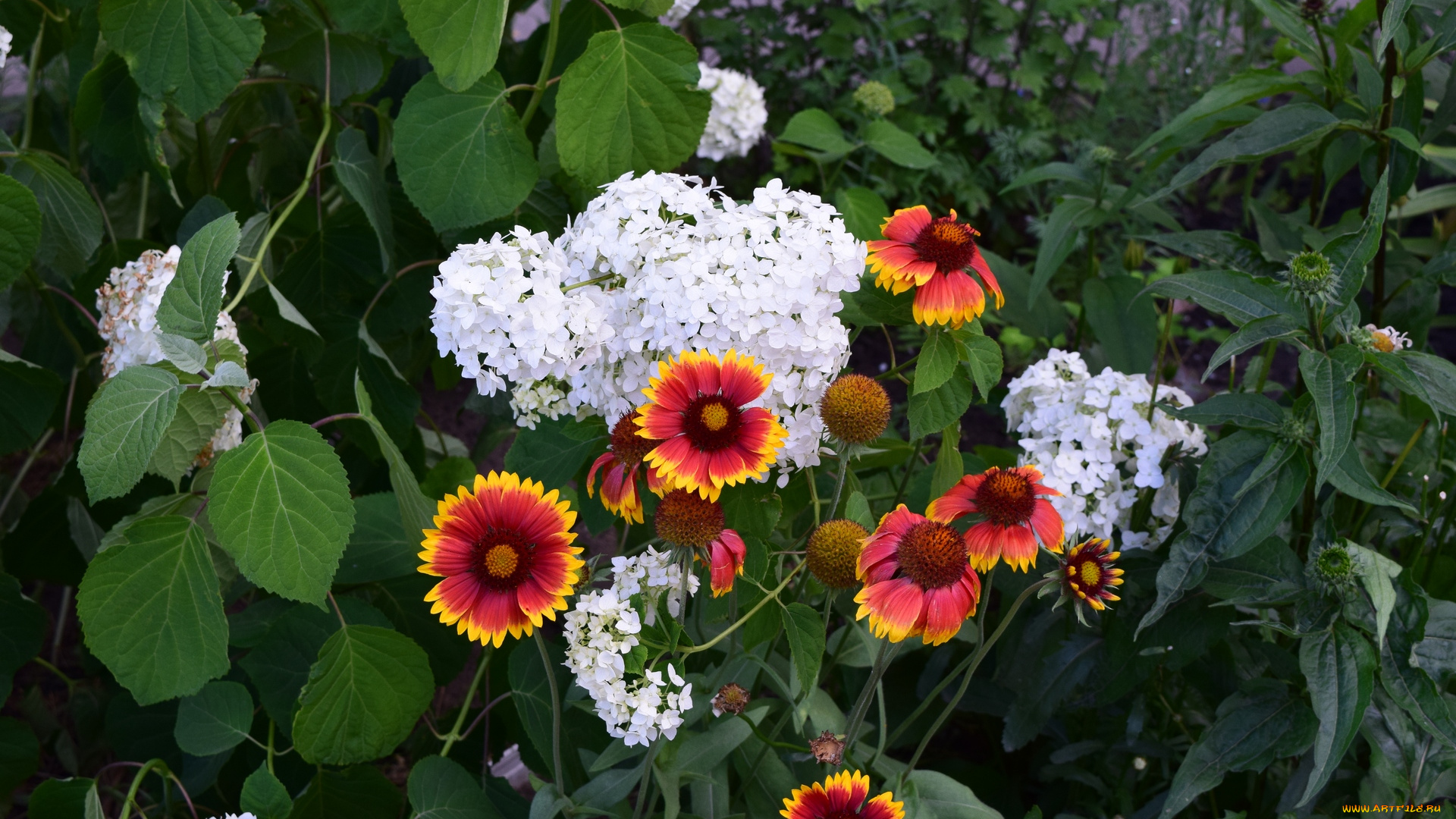 цветы, разные, вместе, разноцветные