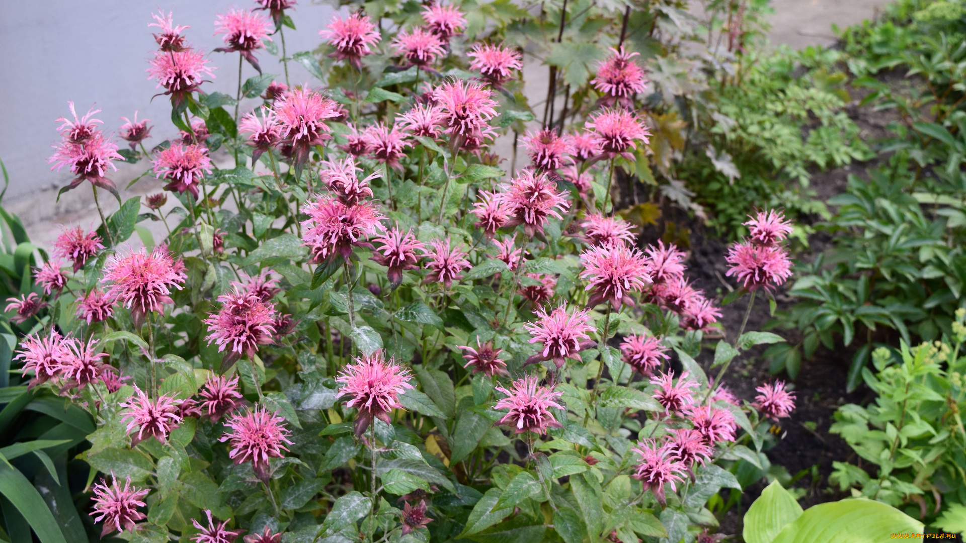 цветы, розовый, цвет