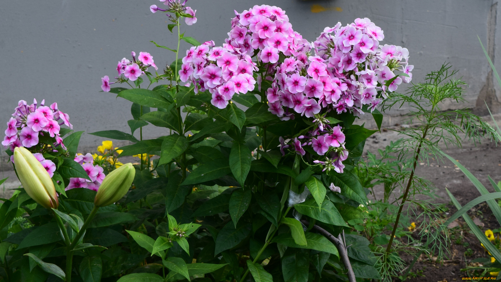 цветы, розовый, цвет