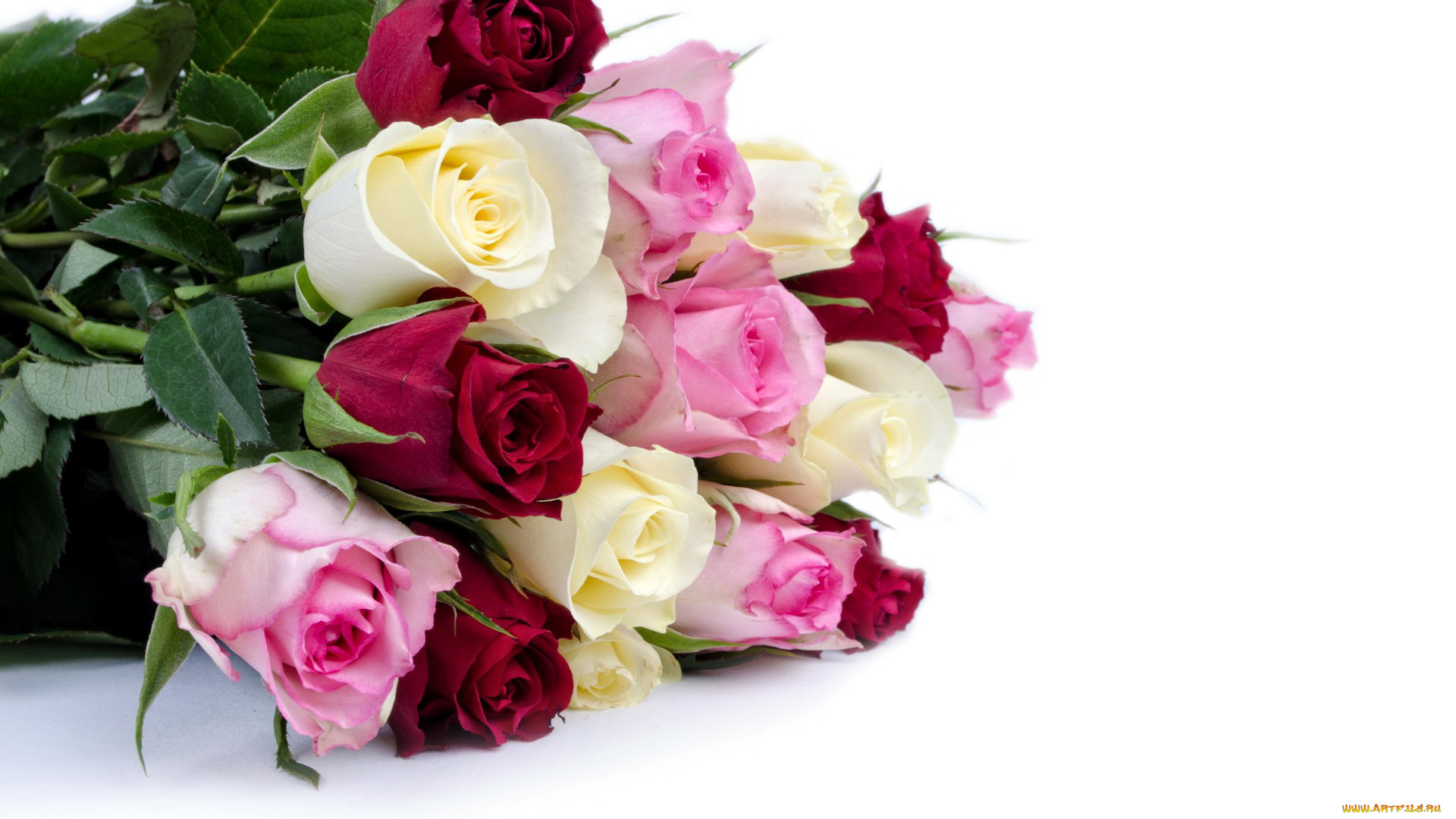 цветы, розы, бутоны, бордо, белый, розовый