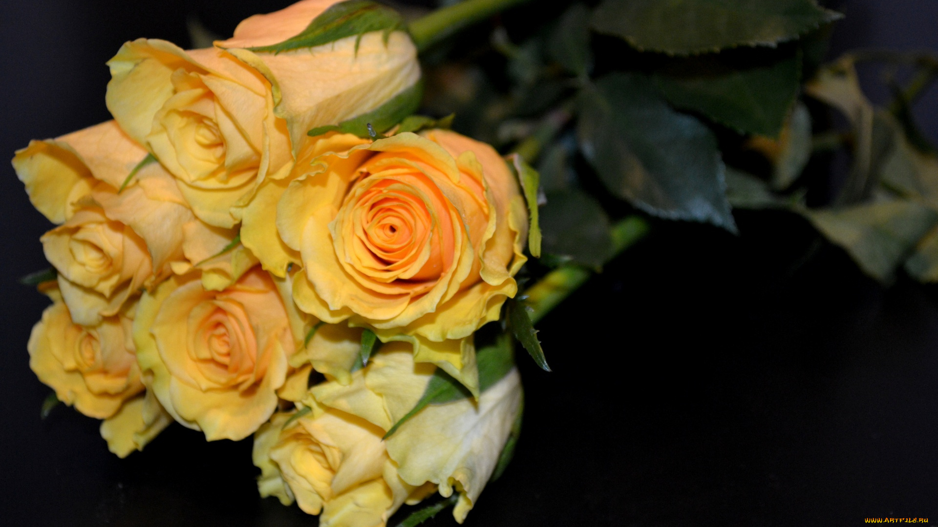 цветы, розы, бутоны, персиковый