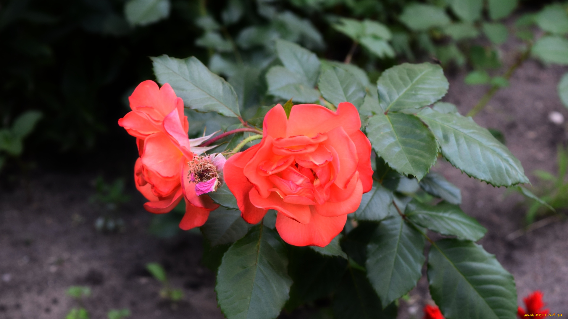 цветы, розы, цветок