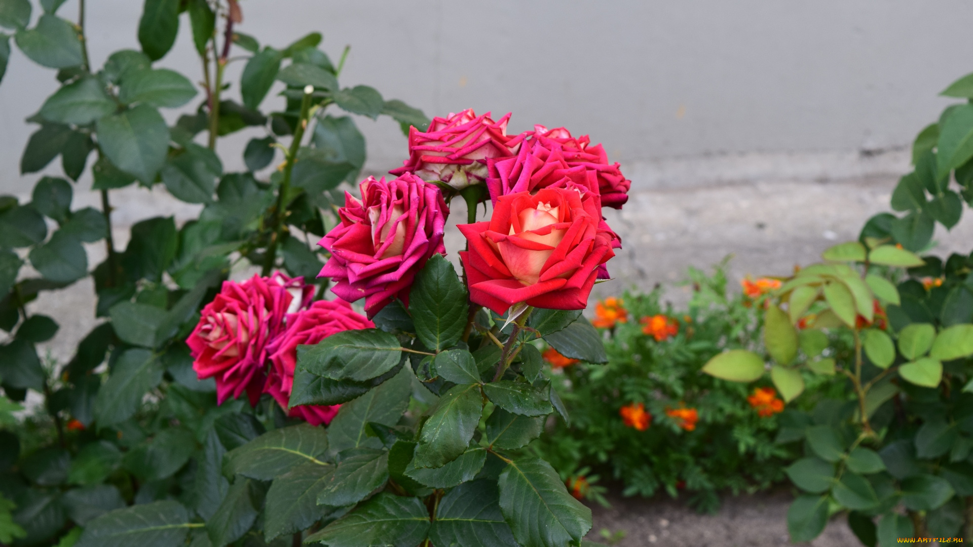 цветы, розы, цветок