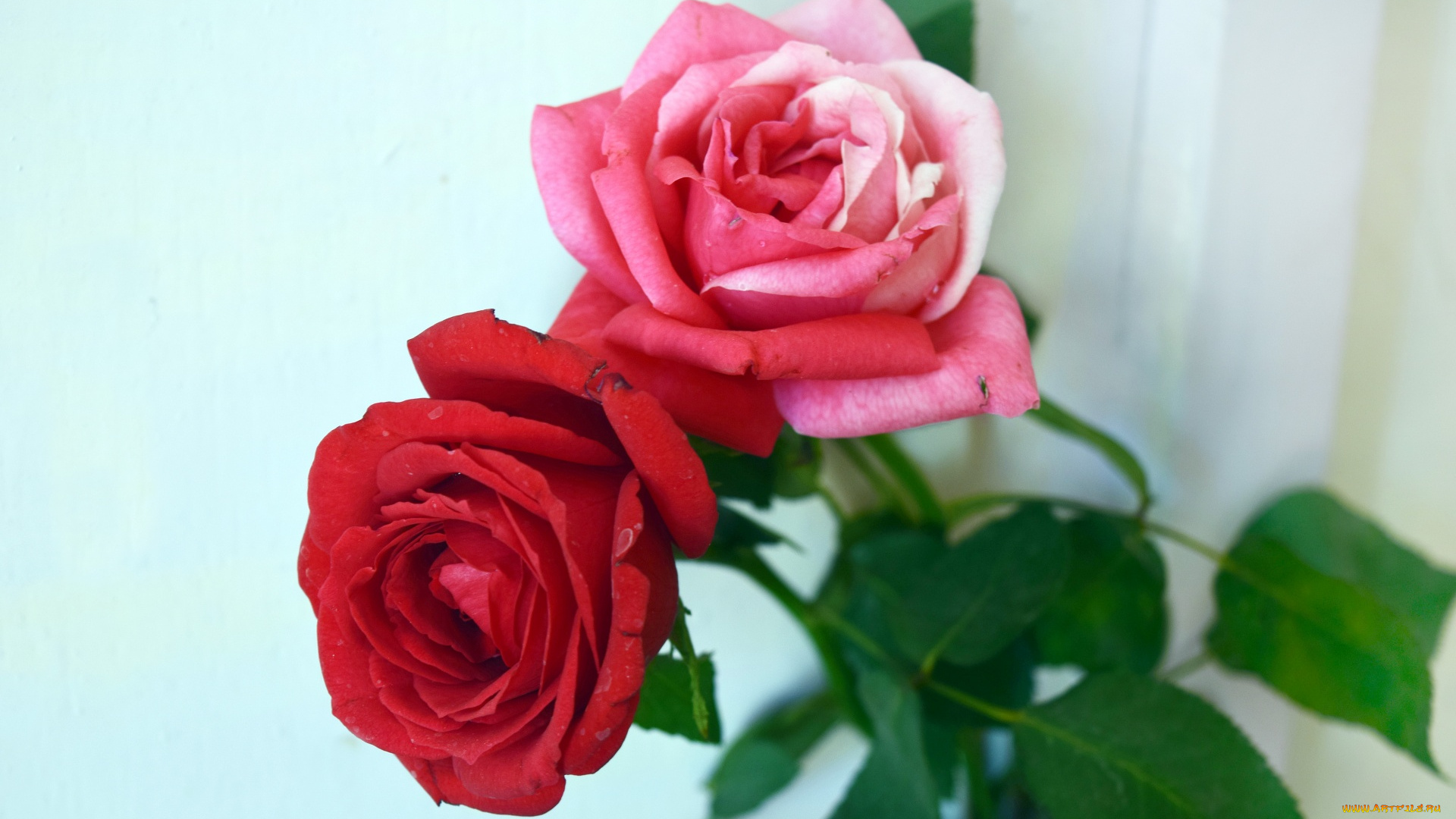 цветы, розы, дуэт