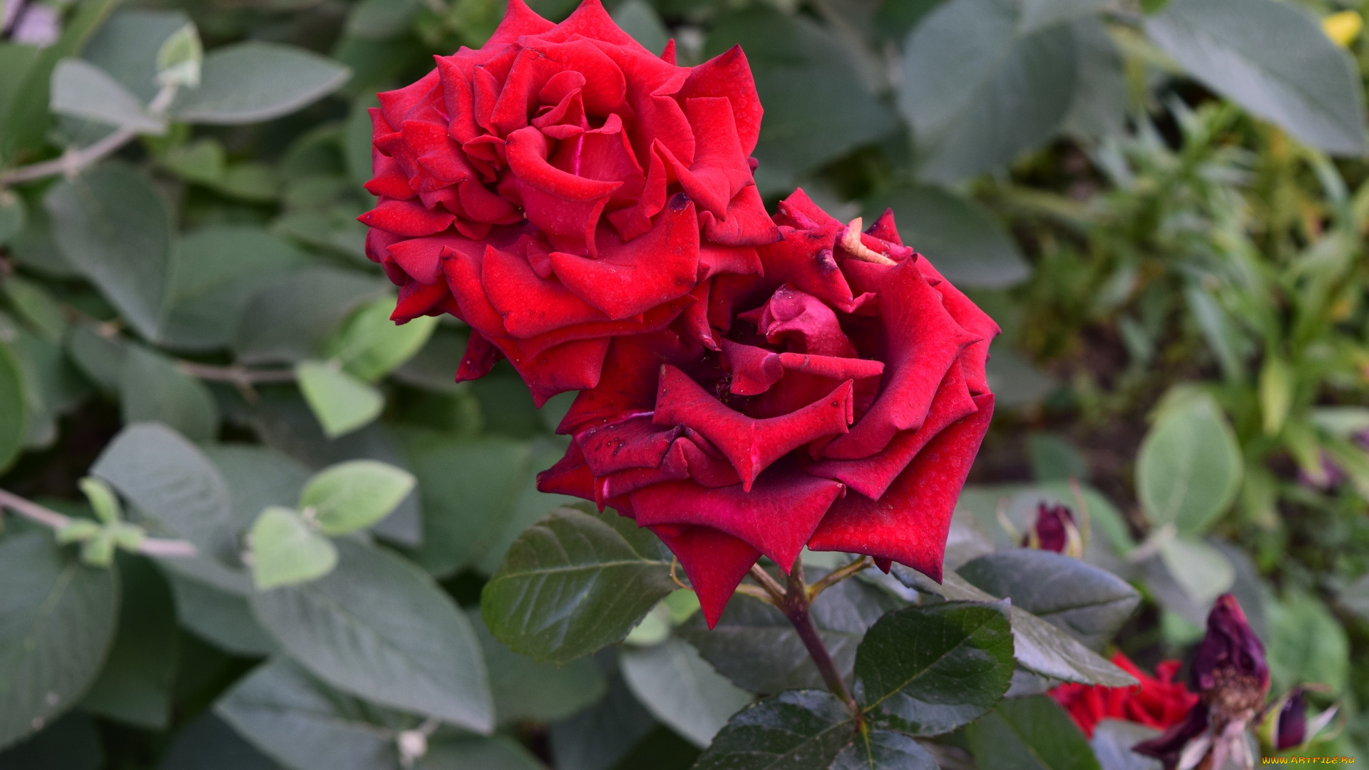 цветы, розы, красный, цвет