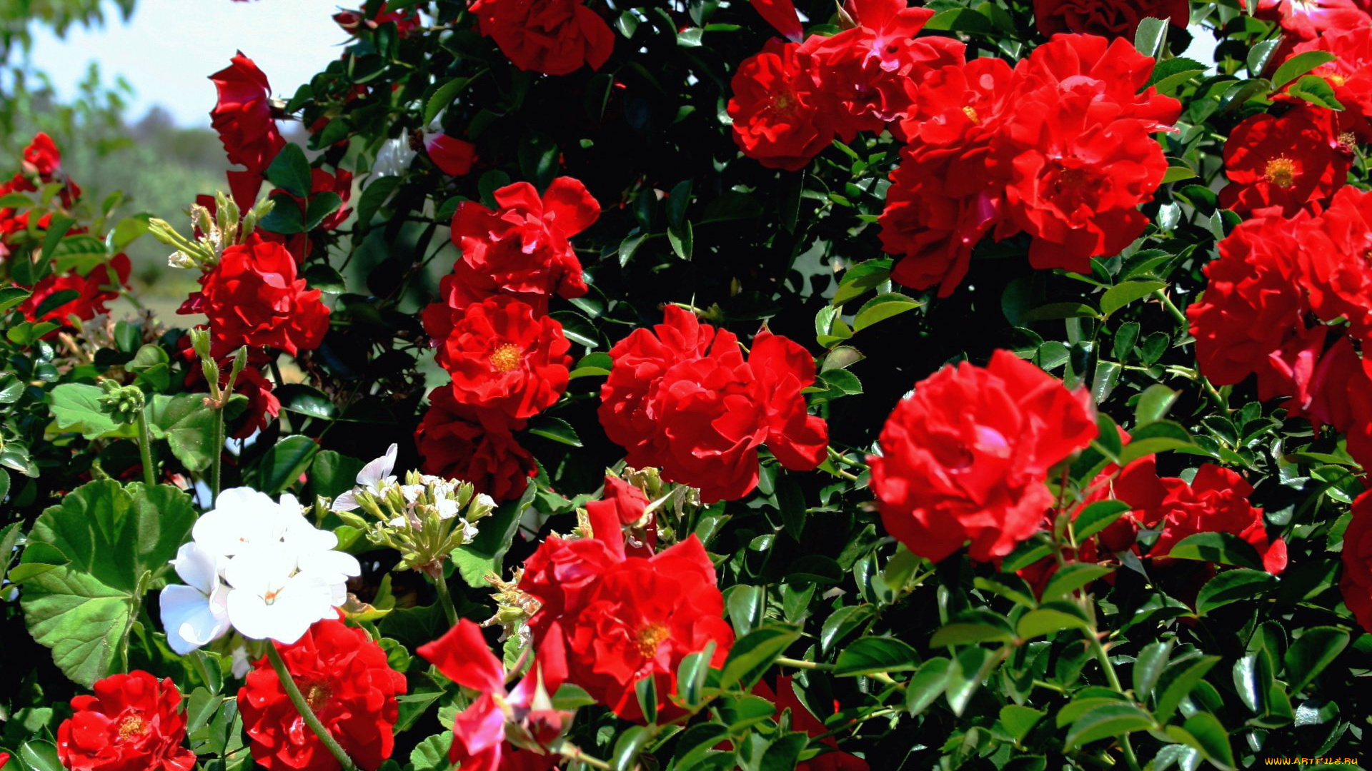цветы, розы, куст, много, красный