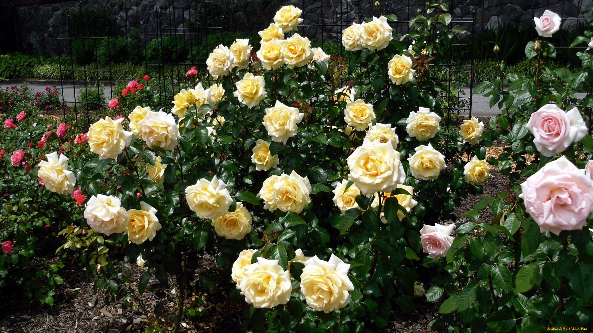 цветы, розы, кусты, розарий
