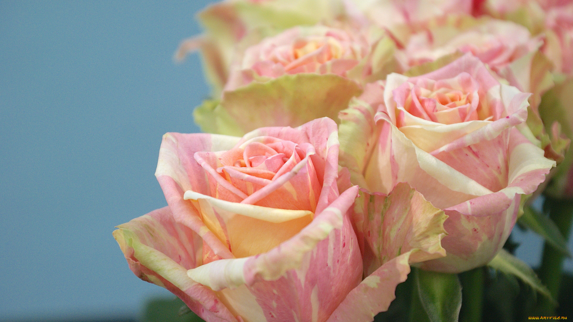 цветы, розы, лепестки, розовая, бутон, роза, цветение