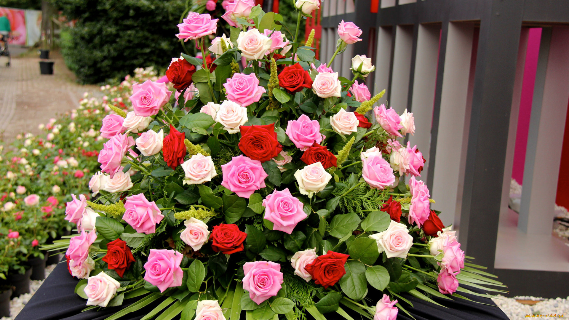 цветы, розы, листья, лепестки, бутон, роза, blossoms, leaves, petals, bud, rose, цветение