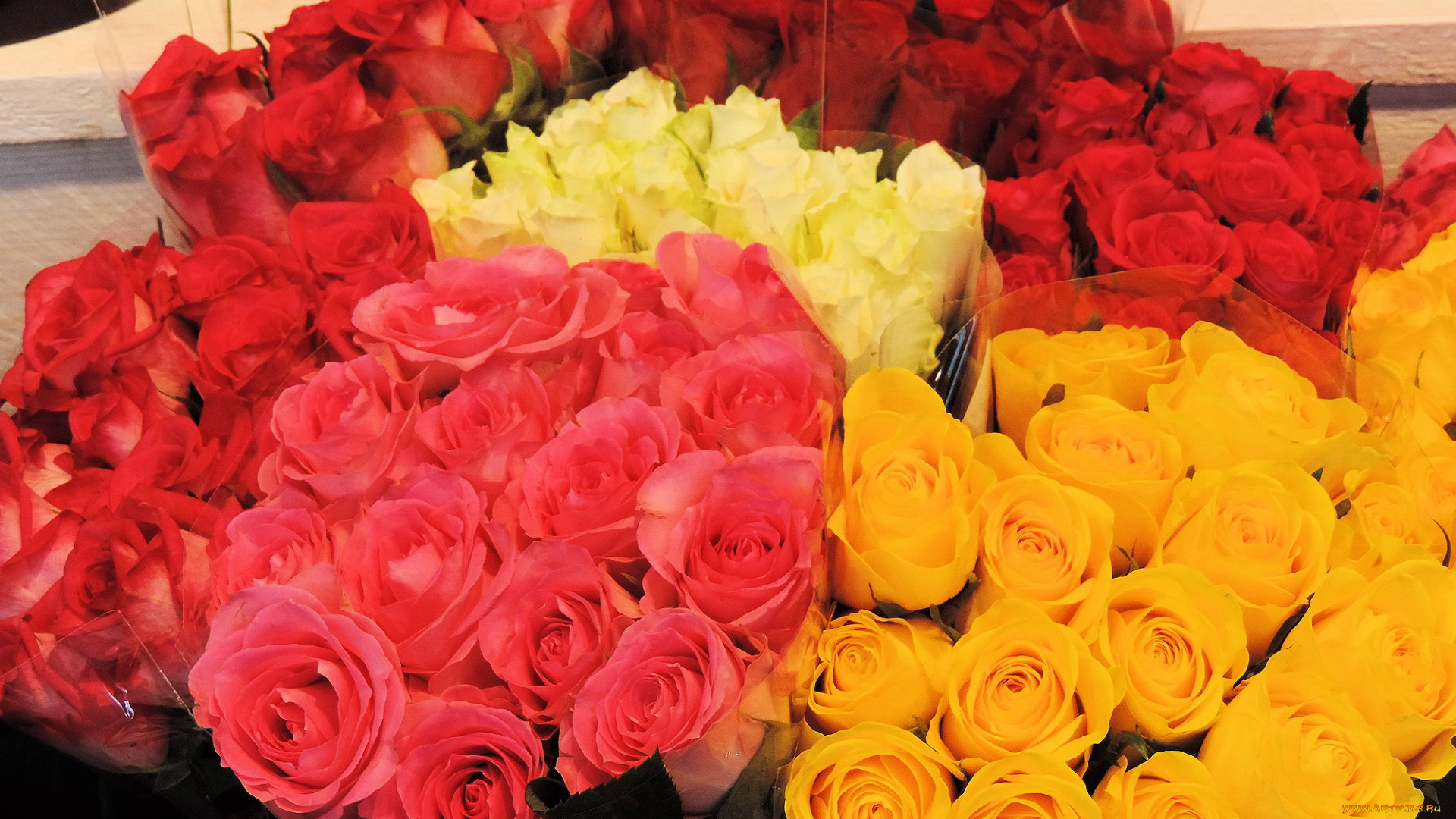 цветы, розы, много, упаковка