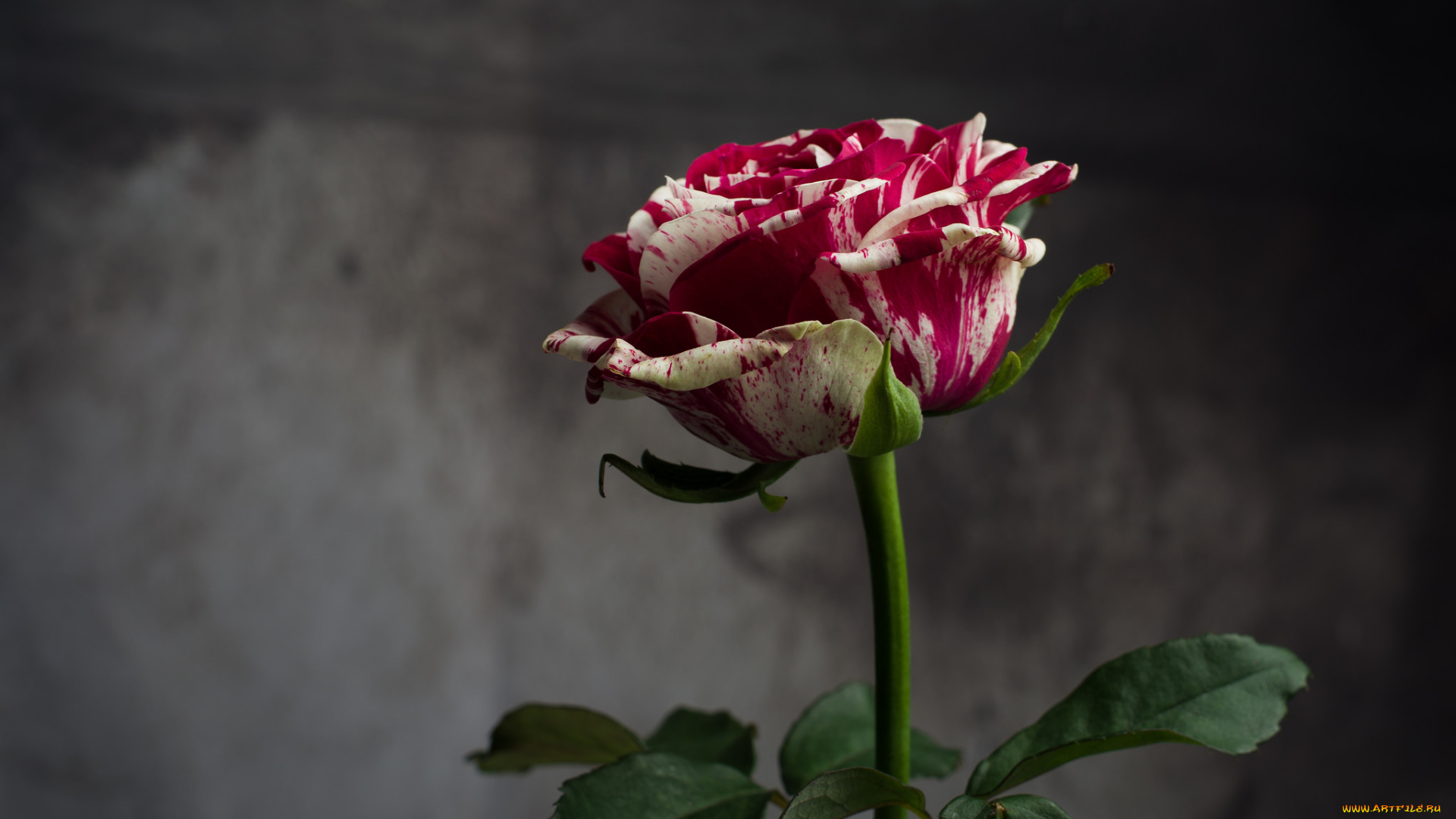 цветы, розы, роза, бутон, лепестки, листья, цветение, rose, bud, petals, leaves, blossoms