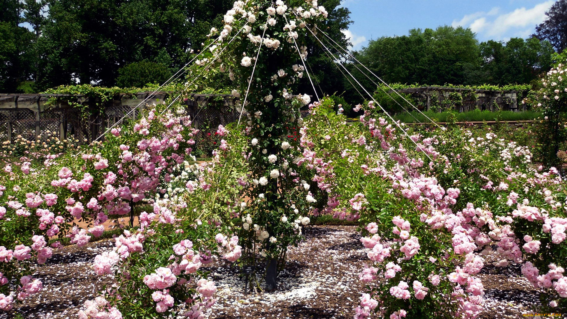 цветы, розы, розарий