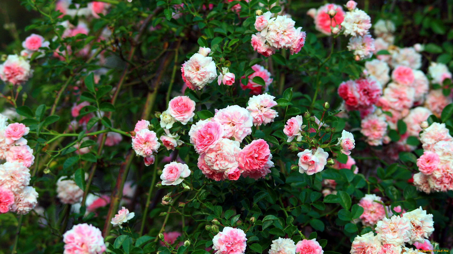 цветы, розы, розовый