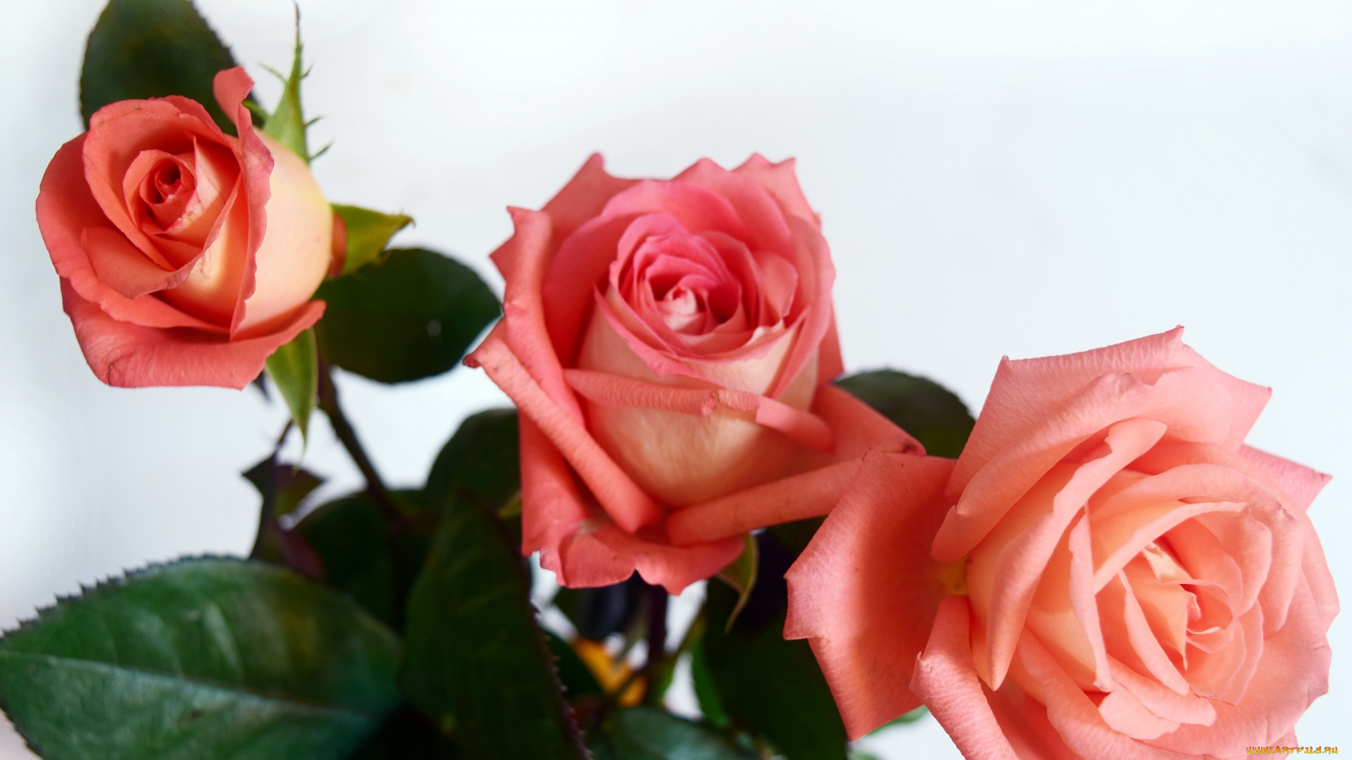 цветы, розы, розовый, трио