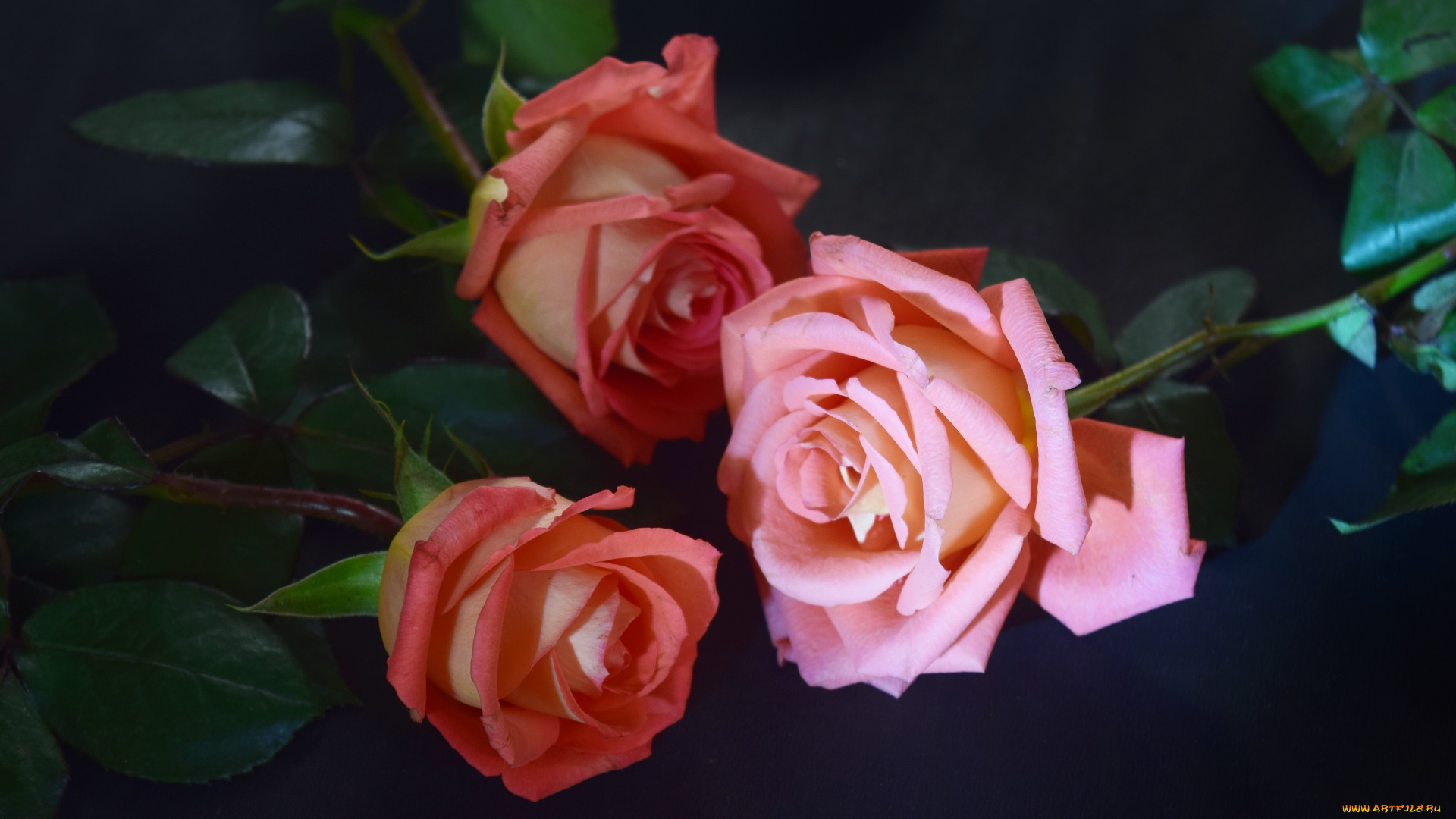 цветы, розы, розовый, трио