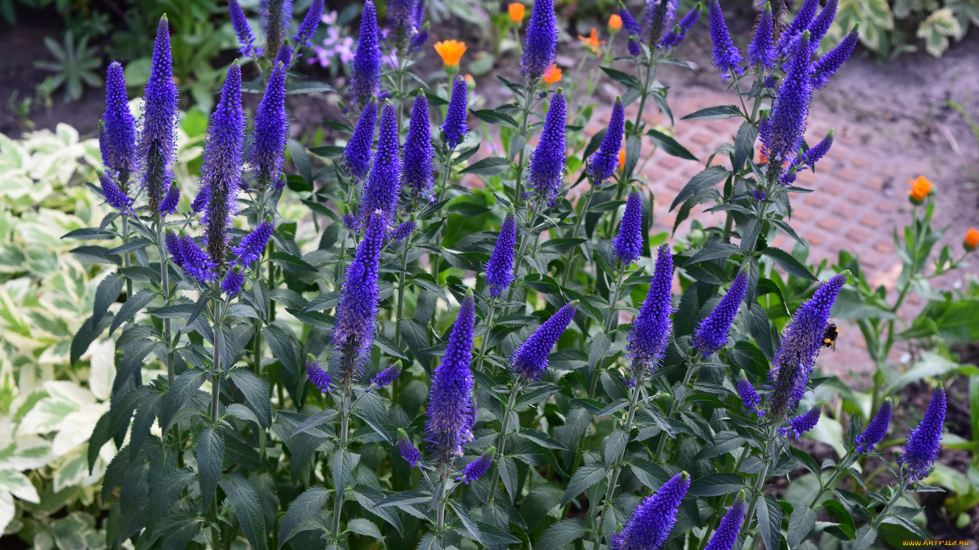 цветы, синий, цвет