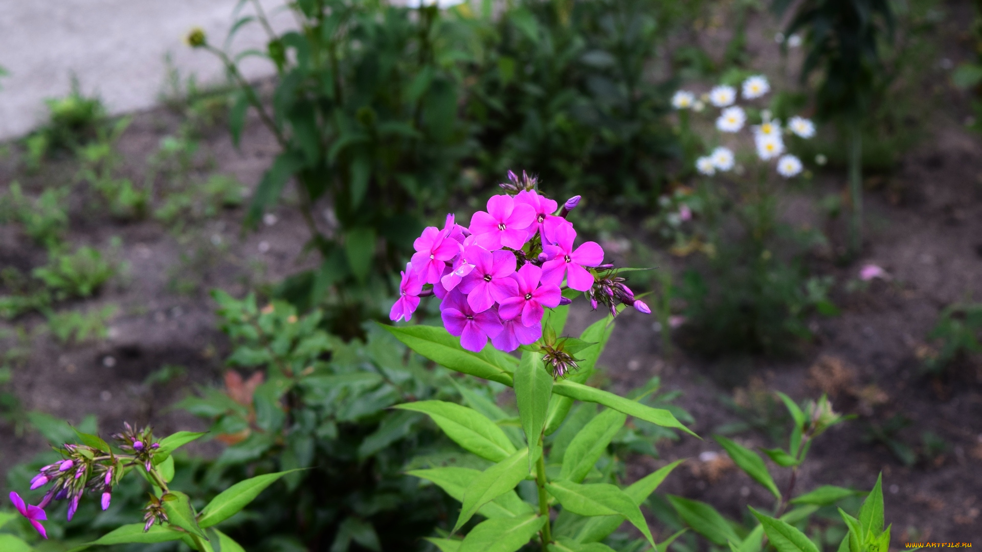 цветы, сиреневый, цвет