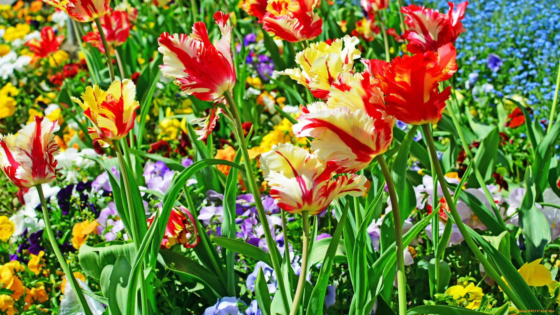 цветы, тюльпаны, разноцветные