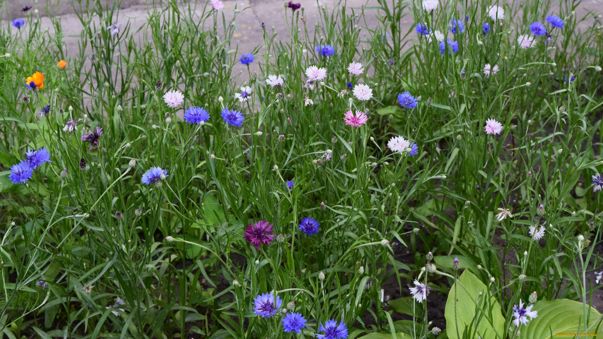 цветы, васильки, разноцветные