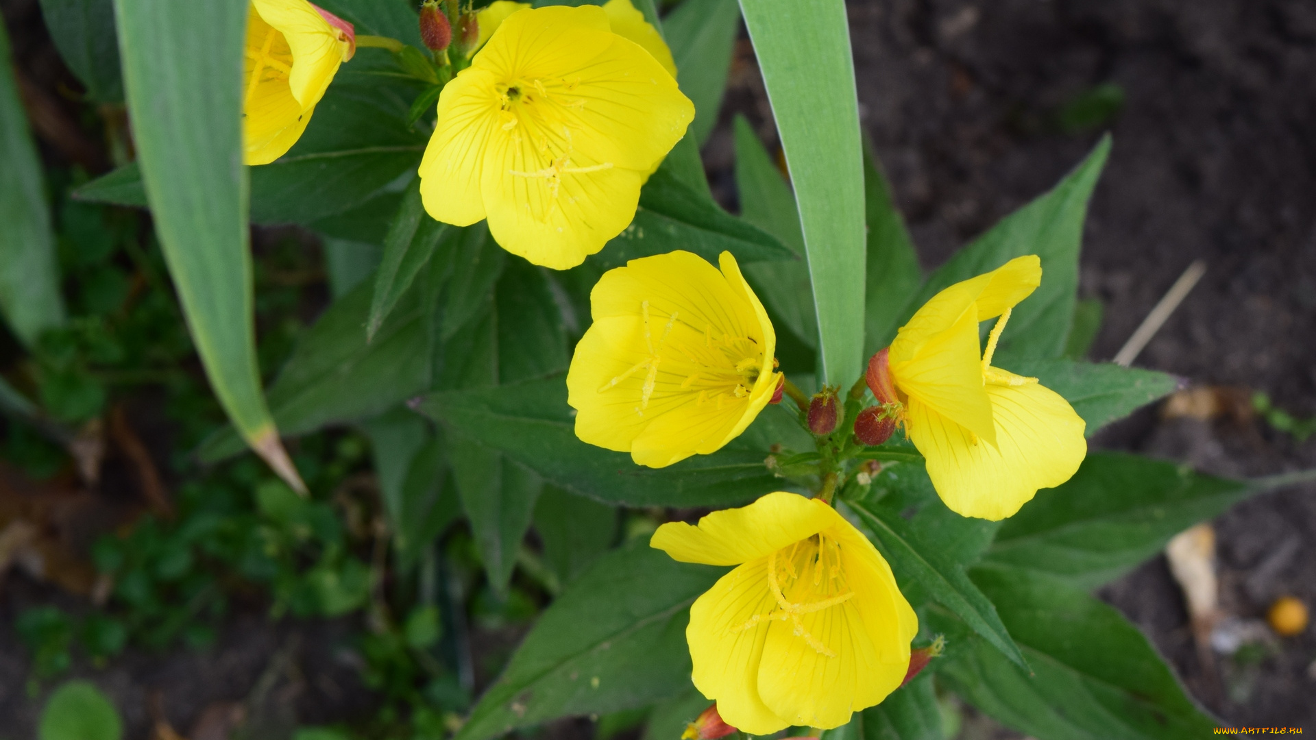 цветы, желтый, цвет