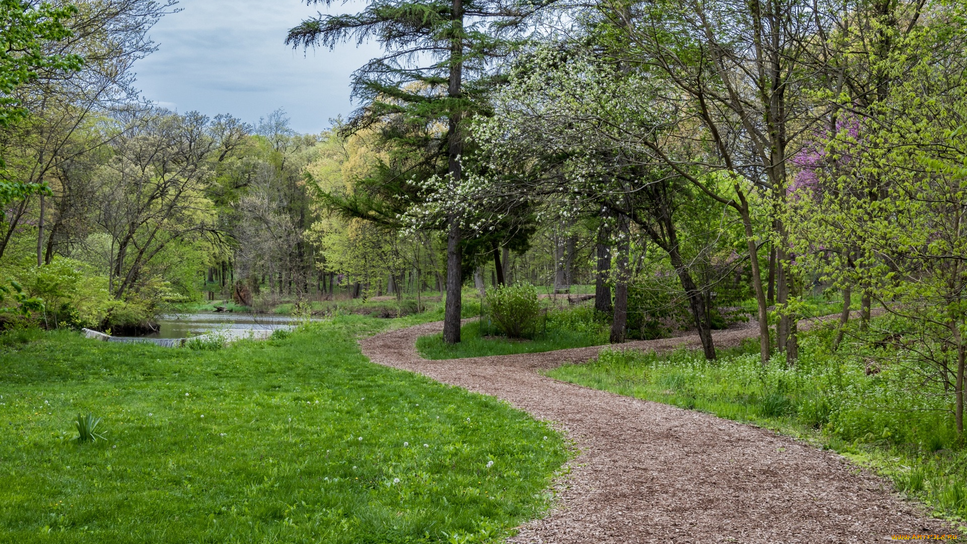 природа, дороги, водоем, деревья, трава