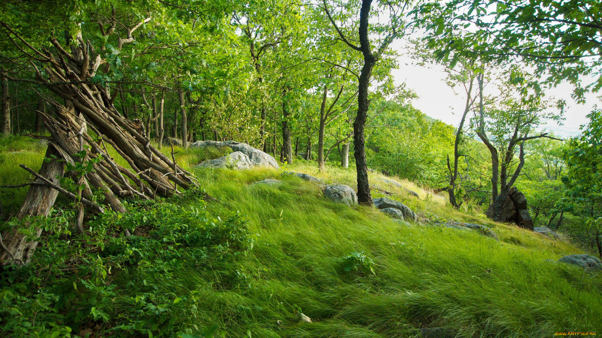 природа, пейзажи, простор