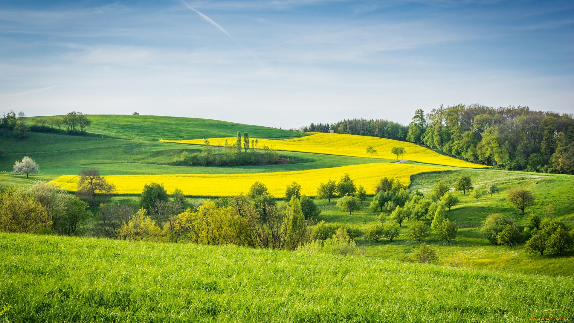 природа, пейзажи, трава, деревья