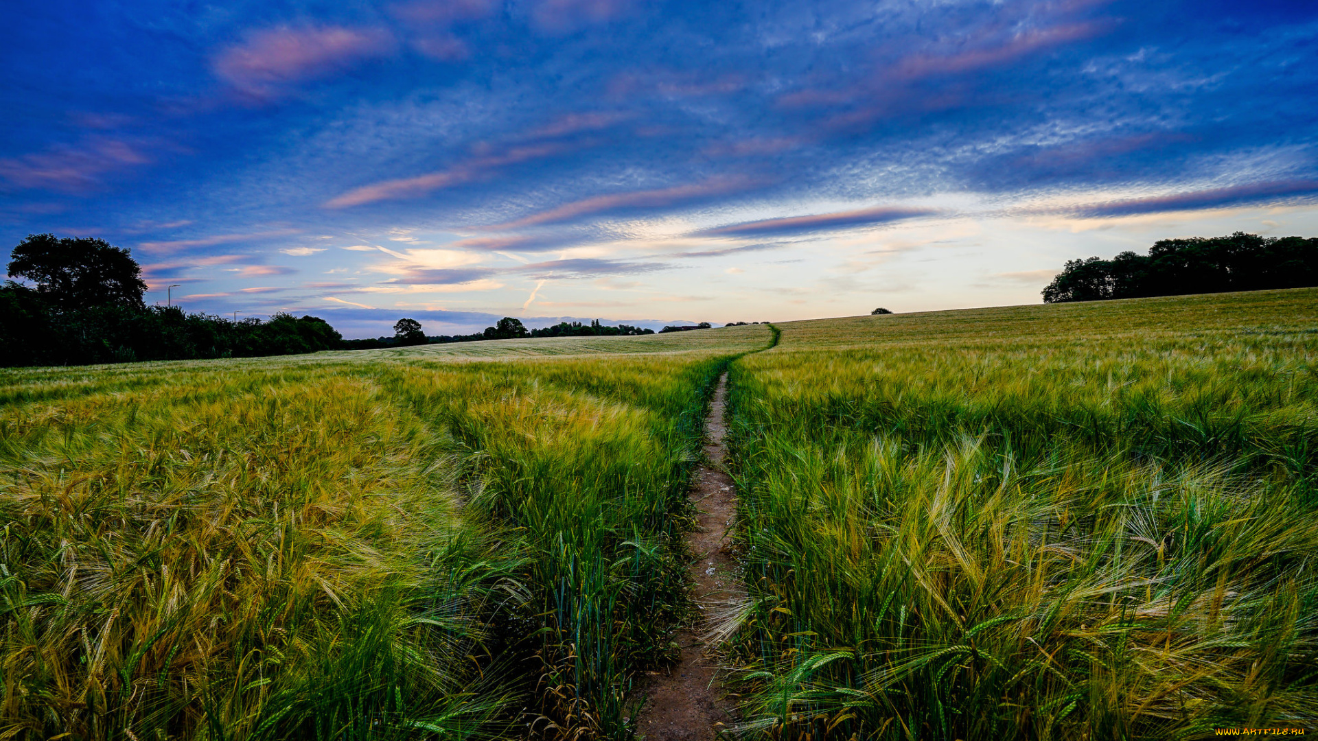 природа, поля, простор