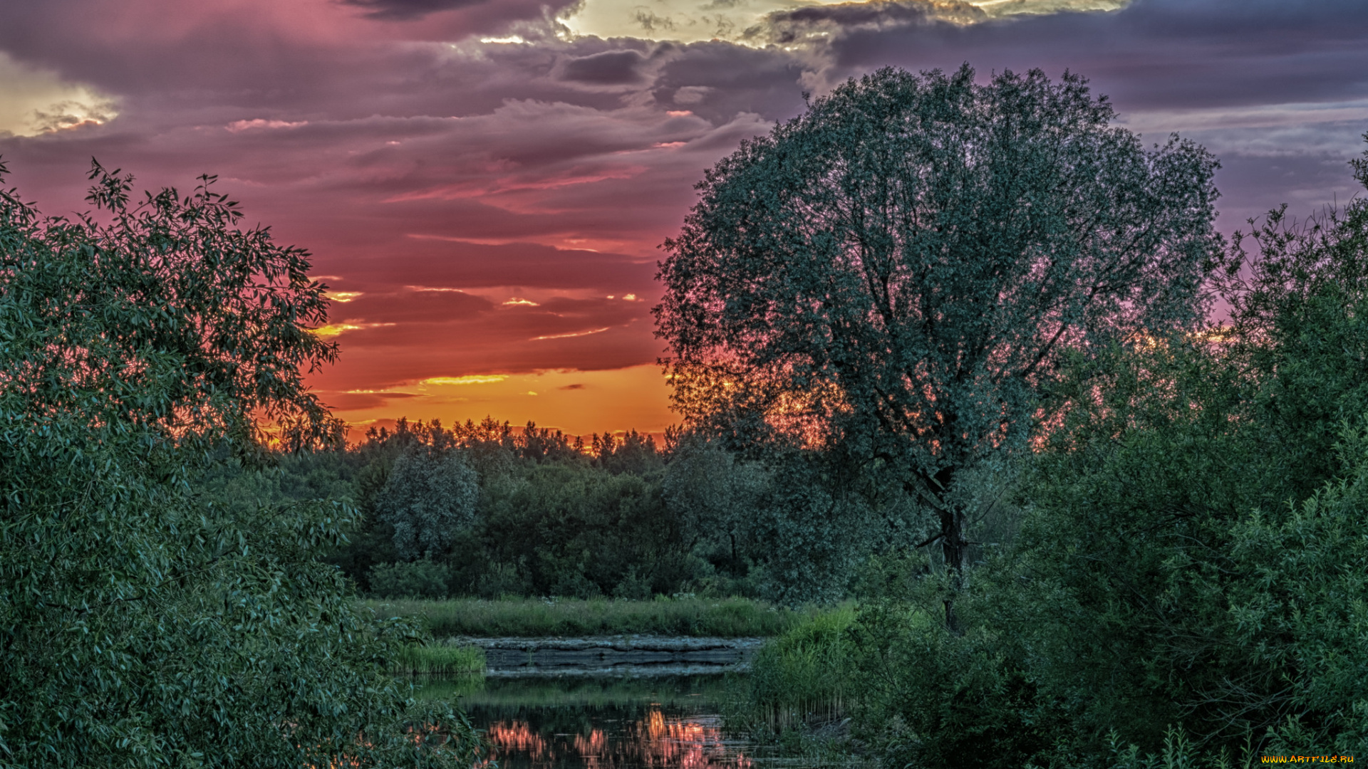 природа, реки, озера, река, лес