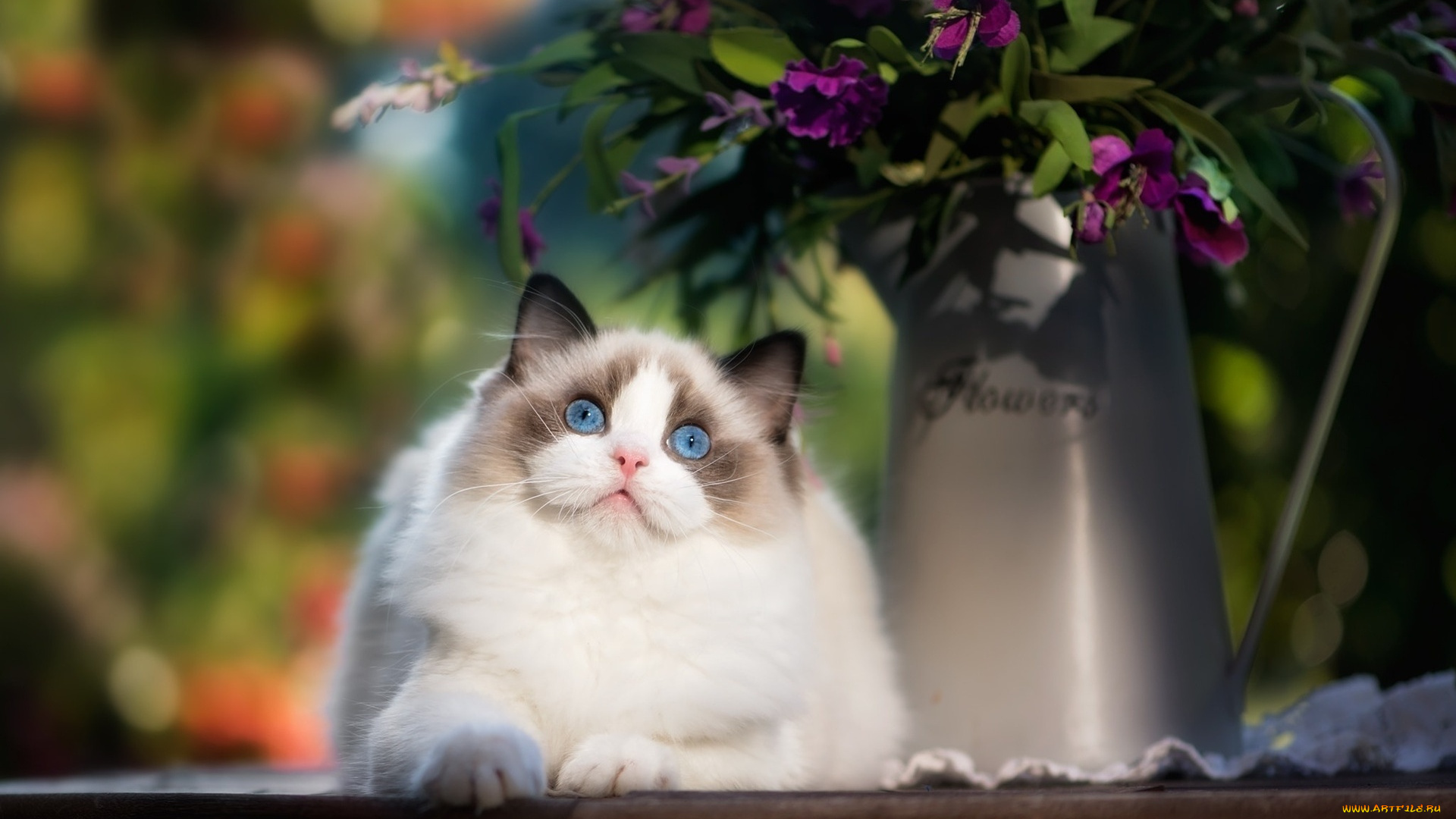 животные, коты, цветты