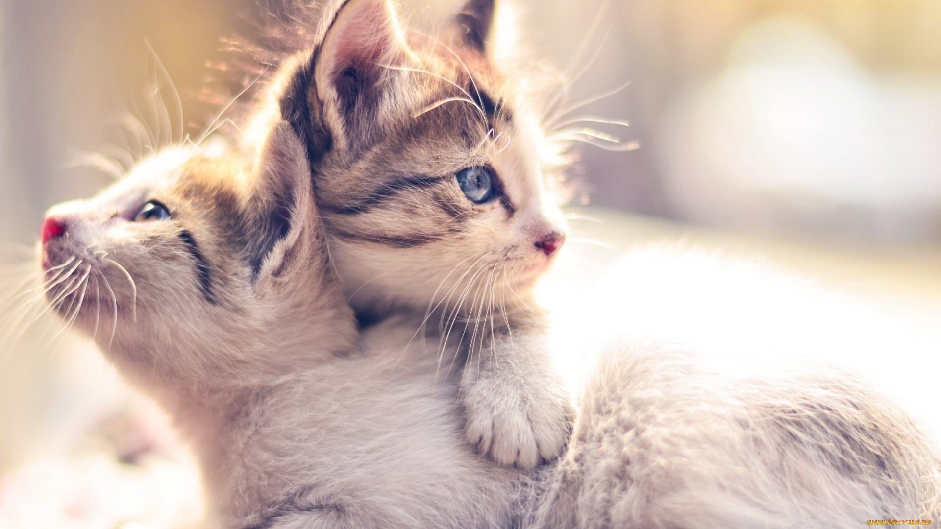 животные, коты, двое