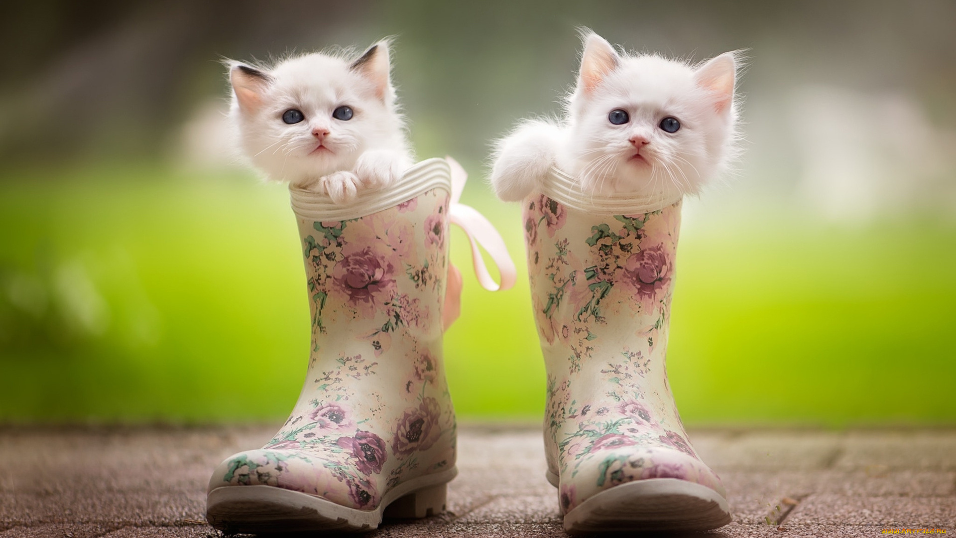 животные, коты, двое, сапоги