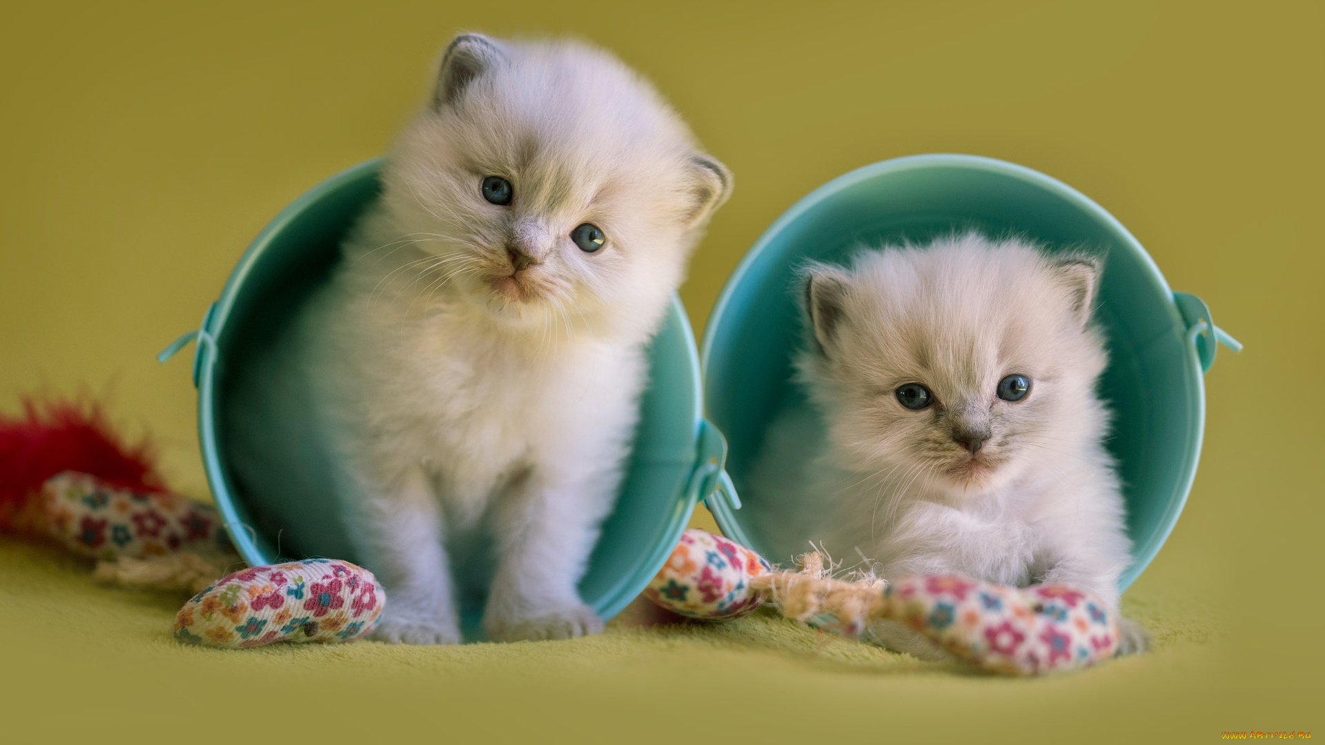 животные, коты, двое, ведро