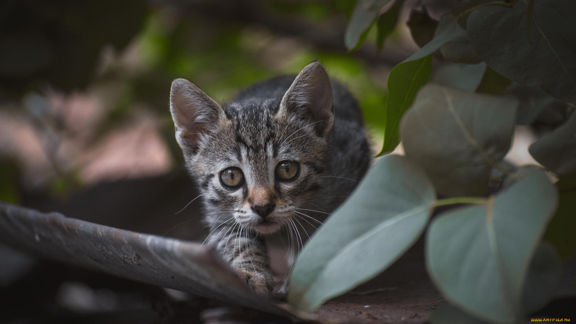 животные, коты, листья