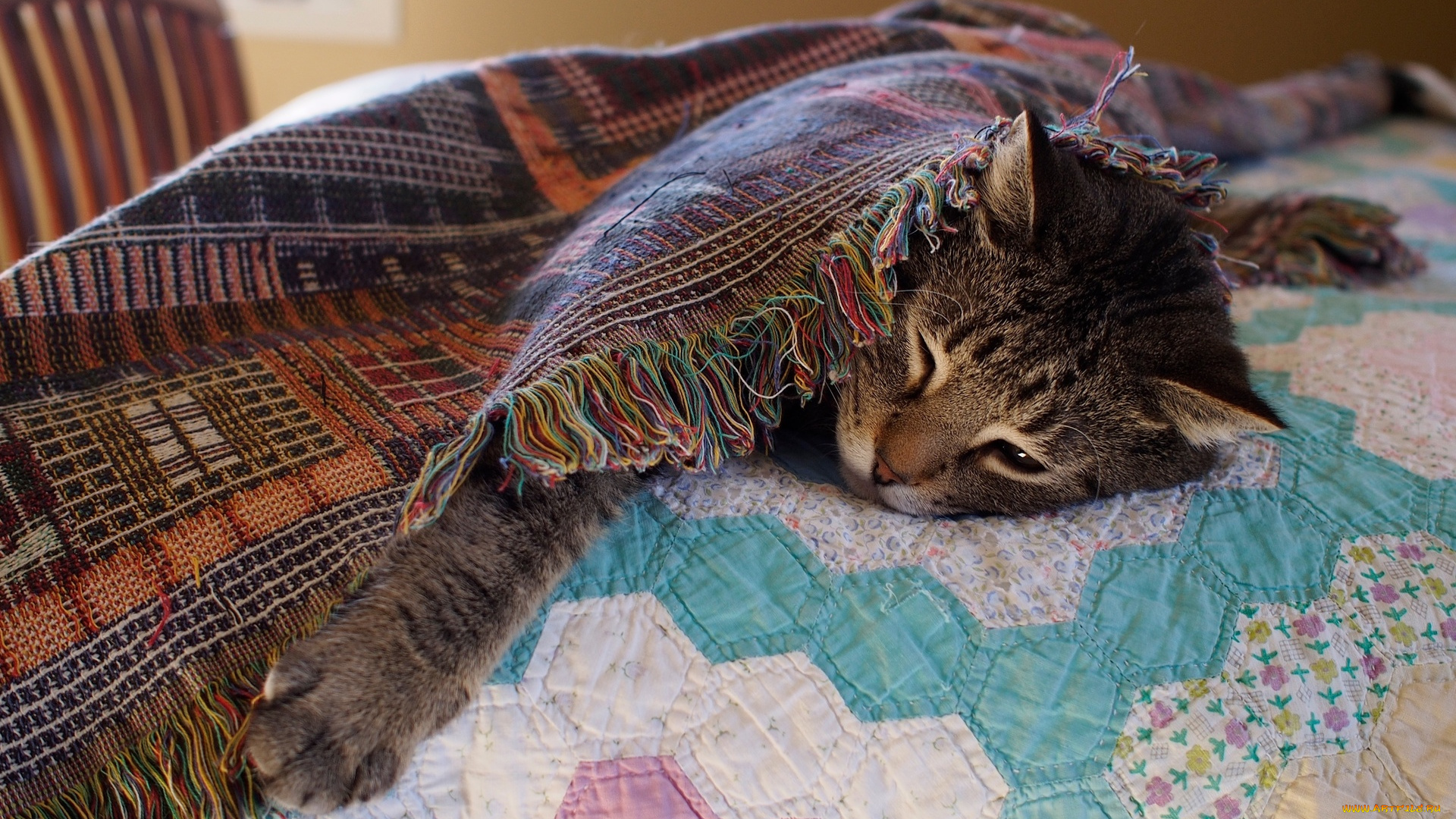 животные, коты, покрывало